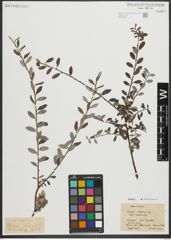 Foto von Salix repens subsp. repens L.